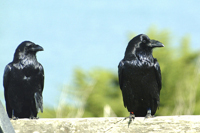 Corvus corax